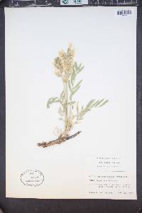 Oxytropis sericea image