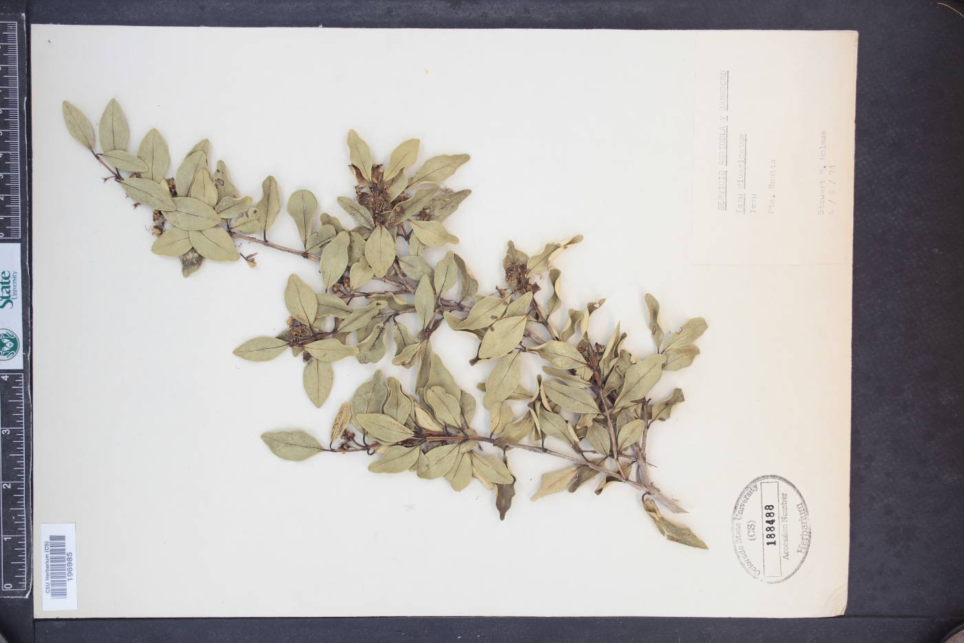 Temu divaricatum image