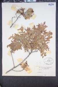 Quercus gambelii image