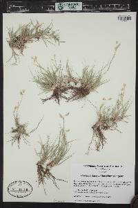 Bouteloua dactyloides image