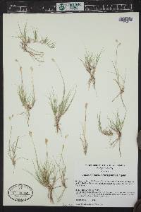 Bouteloua dactyloides image