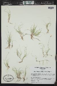 Bouteloua dactyloides image