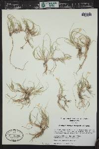 Bouteloua dactyloides image