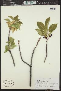 Prunus virginiana var. melanocarpa image