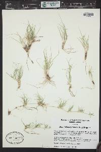 Bouteloua dactyloides image