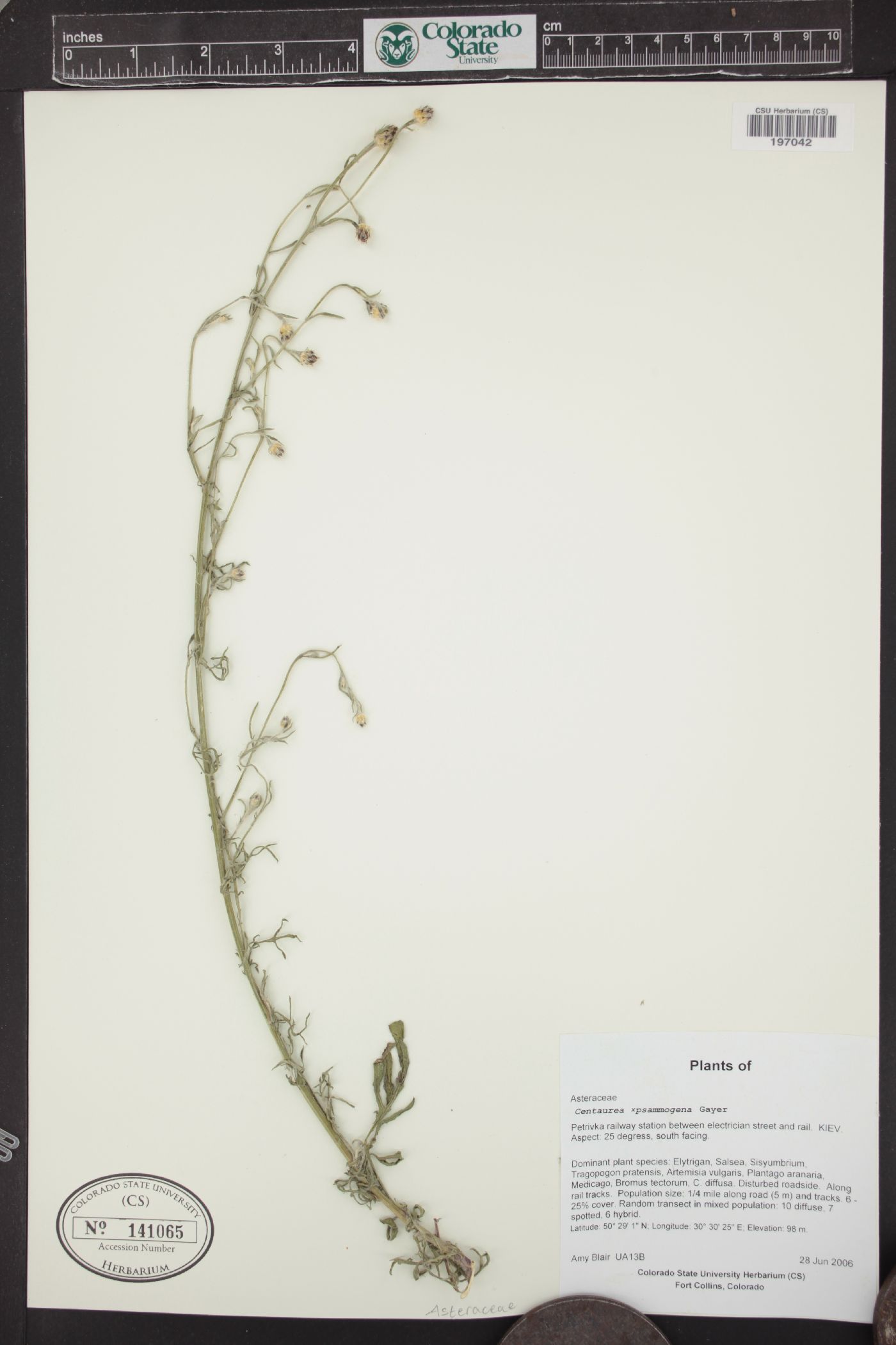 Centaurea x psammogena image