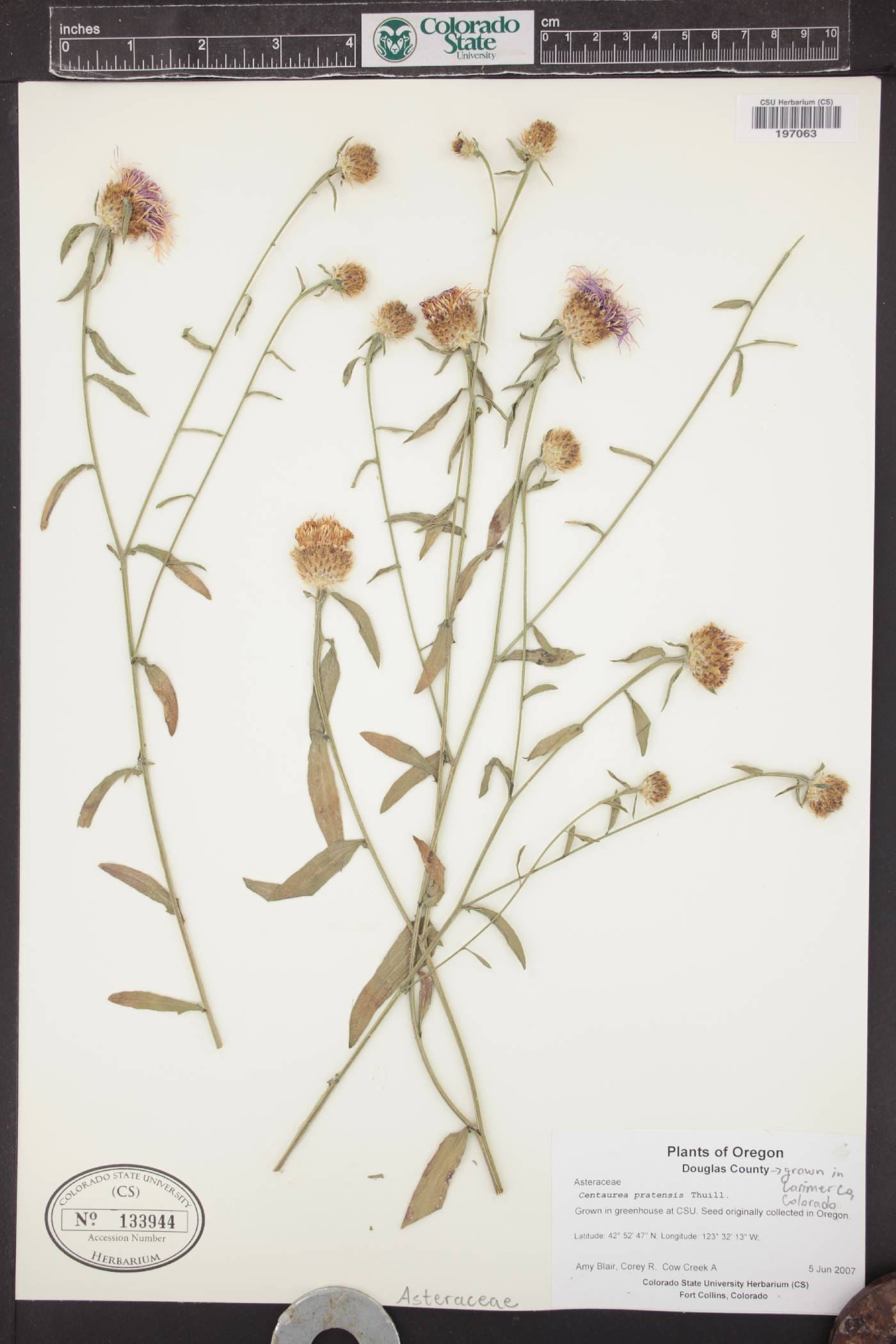 Centaurea pratensis image