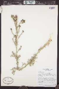 Centaurea stoebe subsp. micranthos image