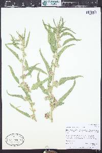 Sphaeralcea angustifolia image