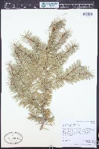 Pseudotsuga menziesii image