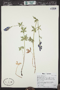 Aconitum columbianum image