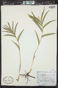 Maianthemum racemosum subsp. amplexicaule image