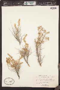 Atriplex confertifolia image