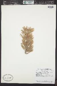 Pinus flexilis image