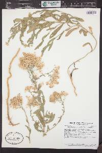 Lepidium appelianum image