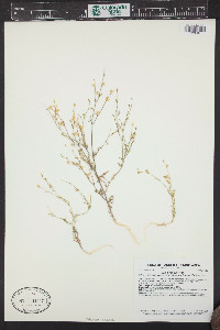 Gilia tweedyi image