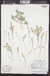 Alyssum desertorum image