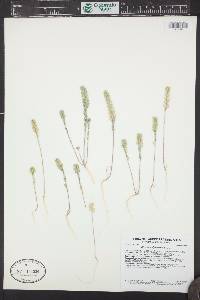 Alyssum alyssoides image