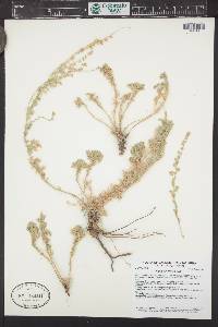 Artemisia frigida image