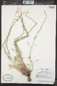 Artemisia campestris subsp. pacifica image