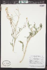 Sisymbrium altissimum image