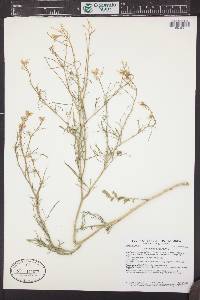 Sisymbrium altissimum image