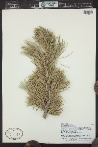 Pinus flexilis image