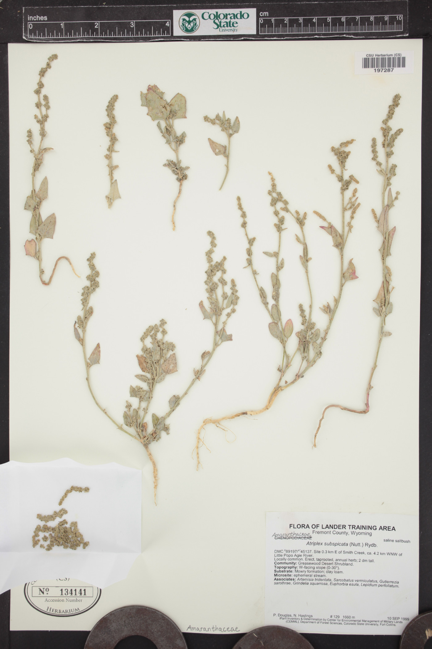 Atriplex subspicata image