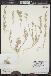 Atriplex subspicata image