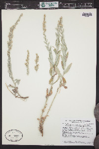 Artemisia ludoviciana var. ludoviciana image