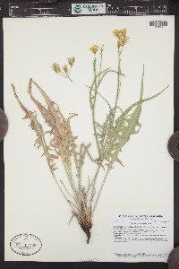 Crepis acuminata image