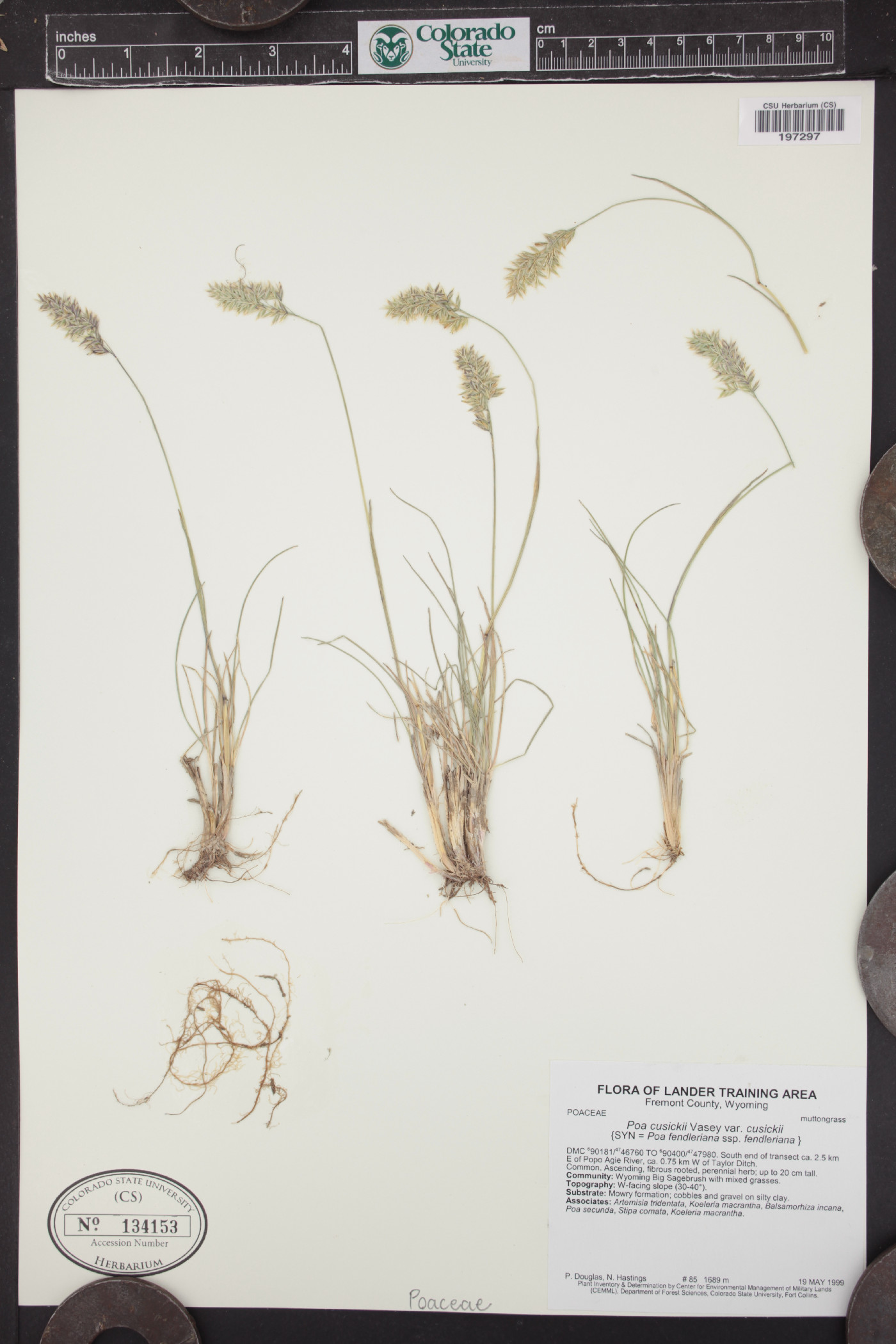 Poa cusickii var. cusickii image