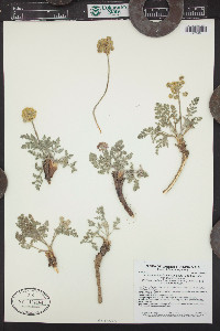 Lomatium foeniculaceum image