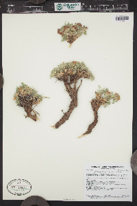 Trifolium andinum var. andinum image