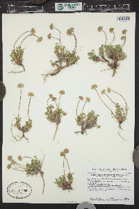 Erigeron compositus image