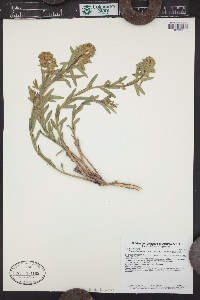 Euphorbia esula var. uralensis image