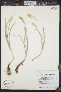 Toxicoscordion venenosum var. gramineum image