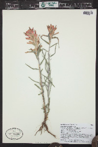 Castilleja integra image