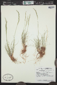 Poa secunda var. secunda image