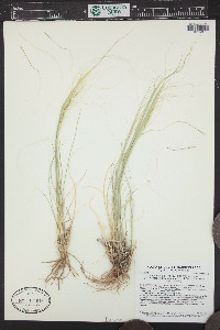 Hesperostipa comata image