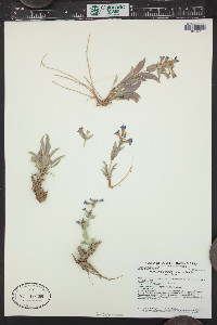 Penstemon nitidus image