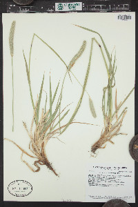 Alopecurus arundinaceus image