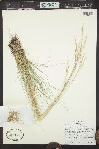 Festuca idahoensis image