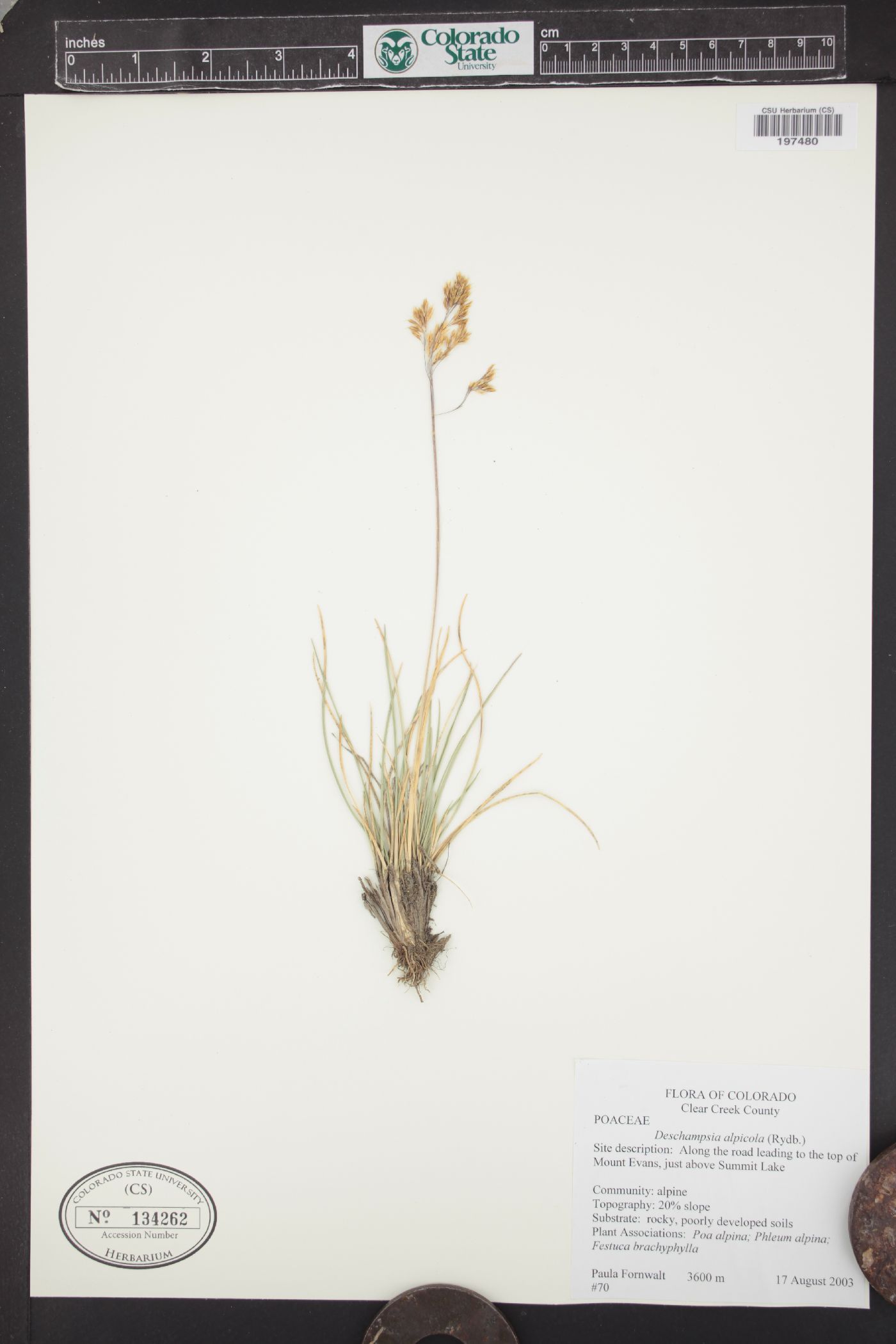 Deschampsia alpicola image