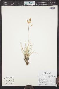 Deschampsia alpicola image