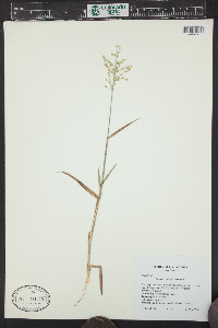 Panicum sphaerocarpon image