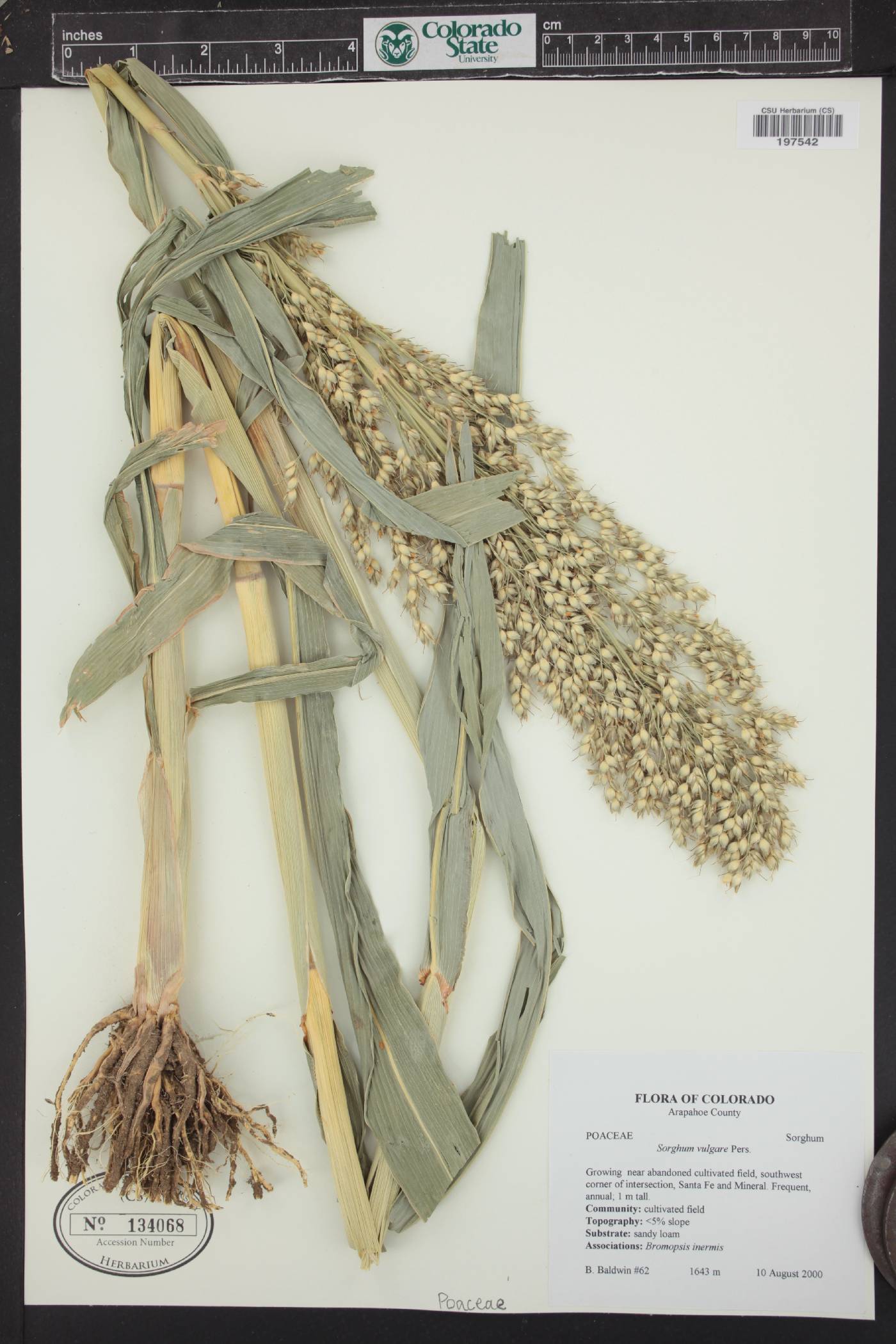 Sorghum bicolor subsp. bicolor image