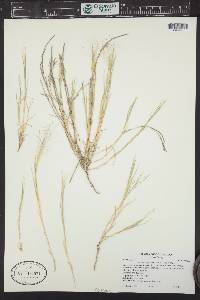 Muhlenbergia asperifolia image