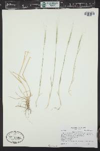 Aegilops cylindrica image