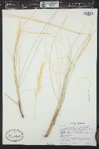 Hesperostipa neomexicana image